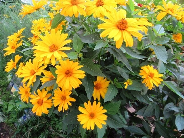 Солнечный цветок для вашего сада: гелиопсис многолетний