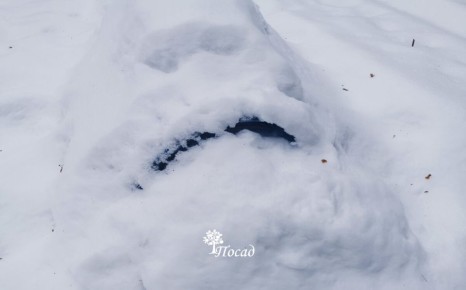 Зимние заботы о розах: стоит ли беспокоиться или радоваться?