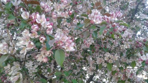 Как спасти завязи груши после цветения