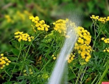 Холодная вода для полива: как она влияет на здоровье растений