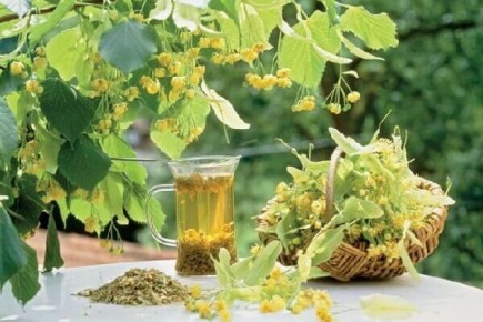 Липа: волшебное дерево с целебными свойствами и практическим применением