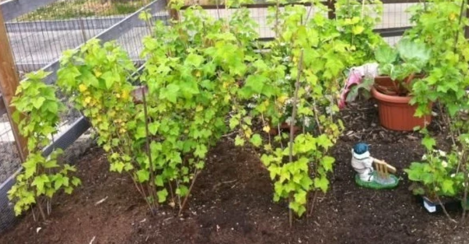 Как ухаживать за черной смородиной, чтобы получить отличный урожай