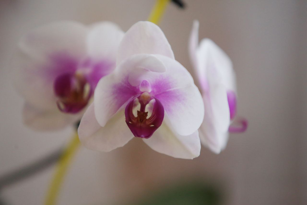 До весны ещё четыре дня. Держимся! До весны ещё четыре дня. Держимся!