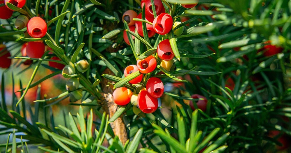 Тис: уникальный хвойник для тенистых уголков вашего сада