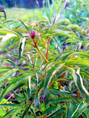 ������ ���� ����� ������ ������ � ������: ��� ������ ��������