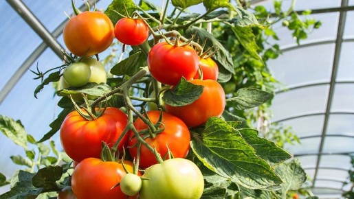 Новый подход к удобрению: как финская технология изменила урожайность