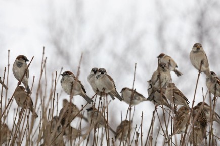 В Мордовии завершилась перепись воробьёв!