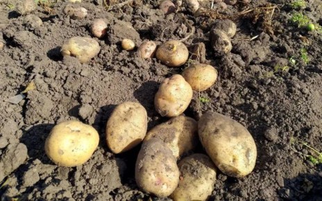 245,3 ������ ���� ��������� ������� � �������� � 2025 ����