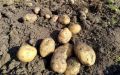 245,3 тысячи тонн картофеля собрали в Мордовии в 2025 году