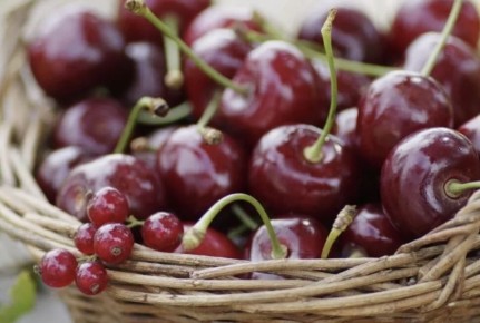 Как защитить вишневый урожай от птиц: деликатные уловки и технологии