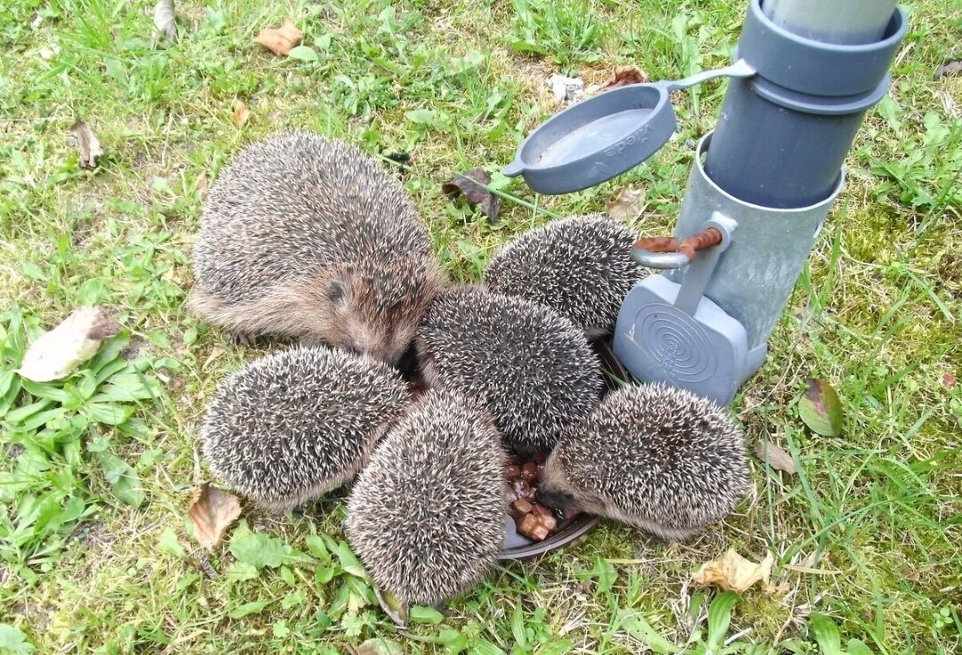 Ласка на даче: друг или враг?