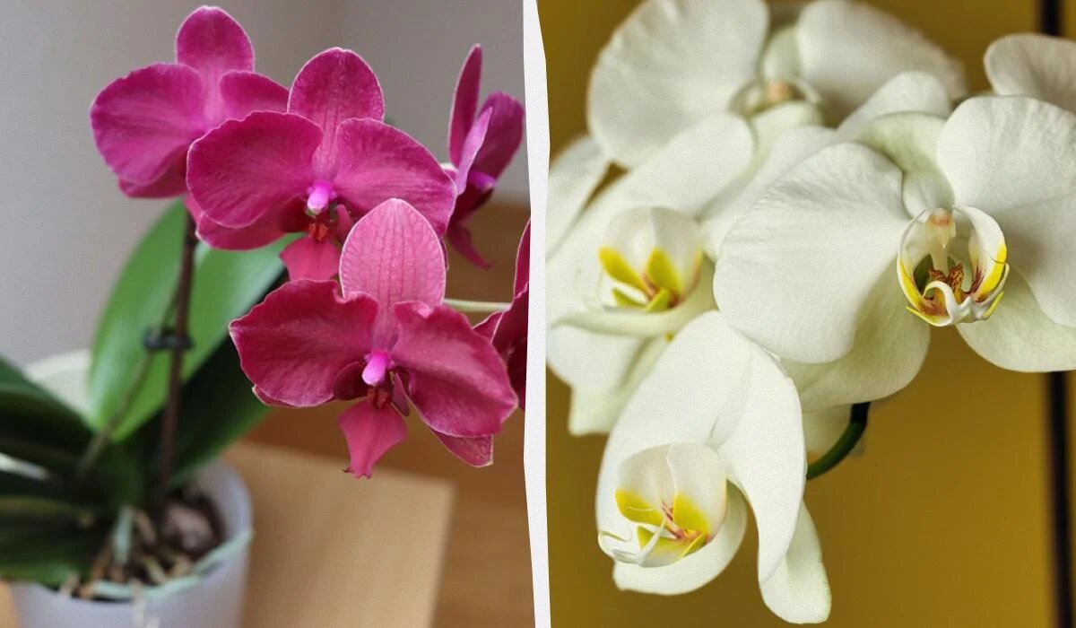 Эффективные способы размножения орхидей в домашних условиях