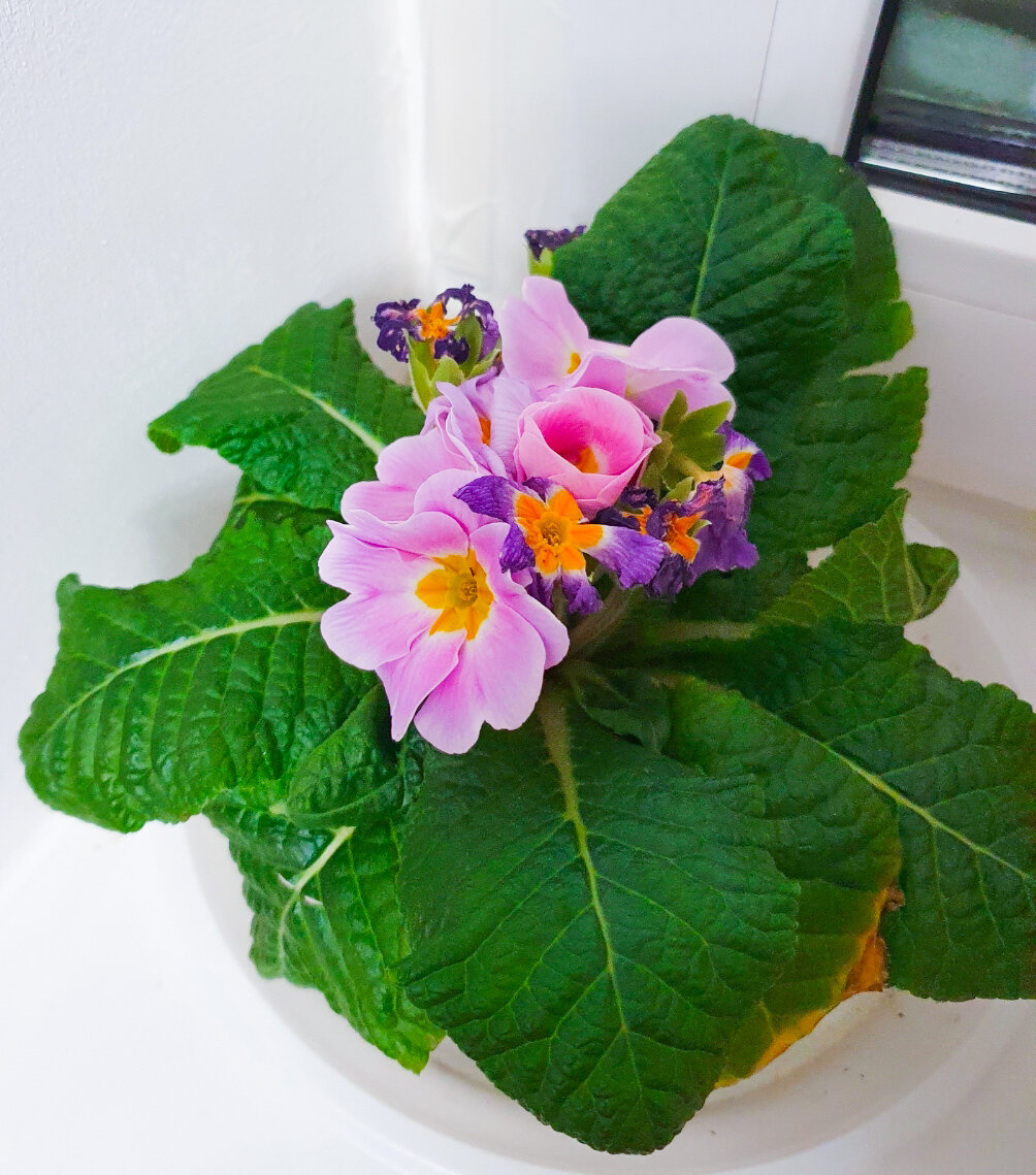 Три примулы на подоконнике: цветение с неожиданными поворотами