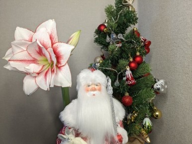 Когда захочет, тогда и цветет: четыре сезона гиппеаструмов