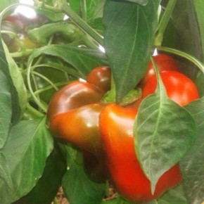 ��� ��������� ����� ������� ���: ������� ������ � ������ �� �����