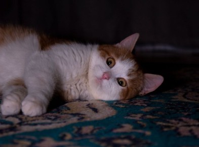 "������� �����?". ��, ����������� ����� ���������