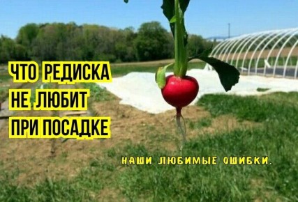 Как вырастить идеальную редиску: основные ошибки, которые стоит избежать