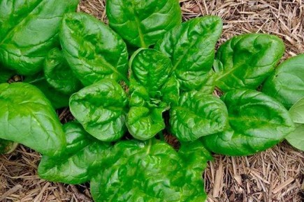 ��� ��������� ������ �������: ������� � ������������