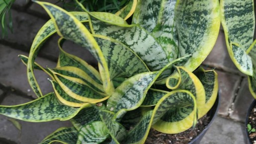 Как правильно пересадить тёщин язык: простой гид для цветоводов