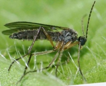 �������� ����������� ������: ������ ������� �������� � ��������