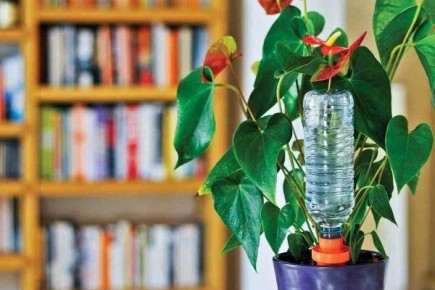 Как правильно поливать антуриум: советы для идеального цветка