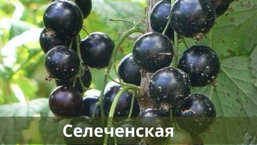 ������ ����� ������ ��������� ��� ���������� ������ ����