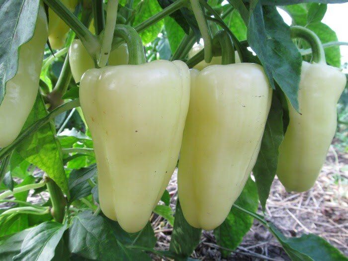 ���������� ������ �������� �����: ��������, ������� �������� �������