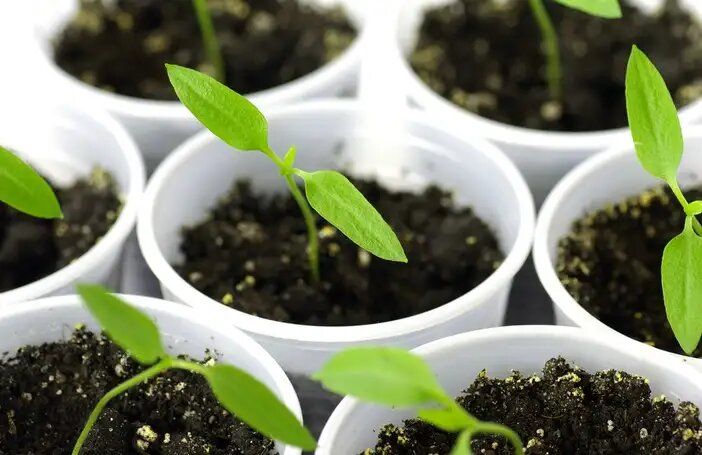 ������ ��������� ����� �� ������ ����: 5 �������� ��������