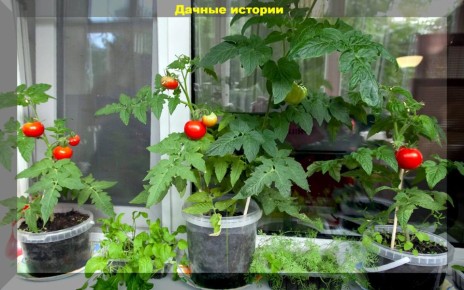 ��������� �������� ��� ����������: ����� ������ ������� � ������