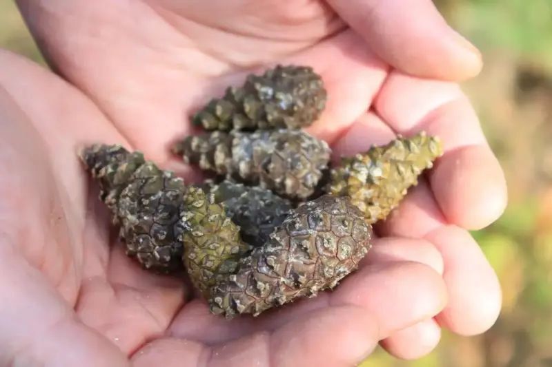 ����� 30 ���� �������� ����� ���������� � ��������