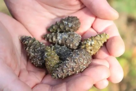 Почти 30 тонн сосновых шишек заготовили в Мордовии