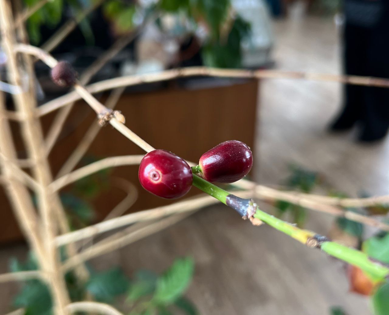 Настоящий кофейный куст посреди заснеженного мартовского города Настоящий кофейный куст посреди заснеженного мартовского города