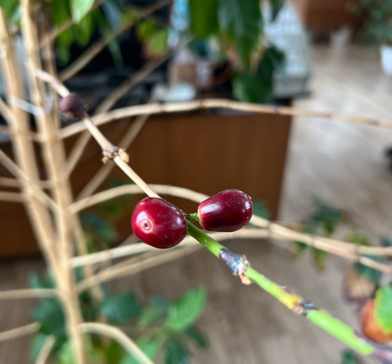 Настоящий кофейный куст посреди заснеженного мартовского города