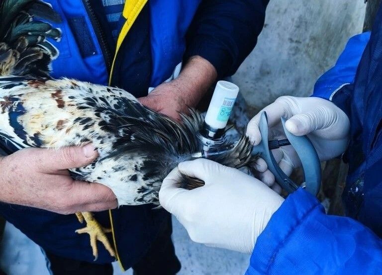 В Мордовии стартовала вакцинация домашней птицы!