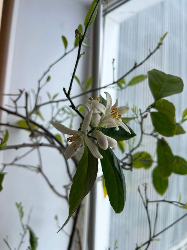 �������� �������� ������ ����������, ��� ����� ���������