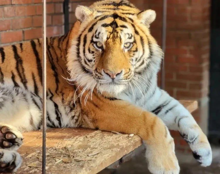 В саранском зоопарке рассказали, что больше всего любит амурский тигр Тимур