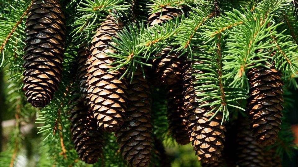 Сосновые шишки в садоводстве: секреты их использования