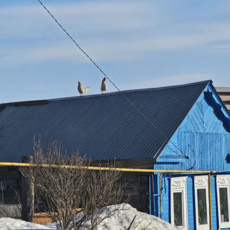 Весна на дворе, на Волгоградскую петухи прилетели