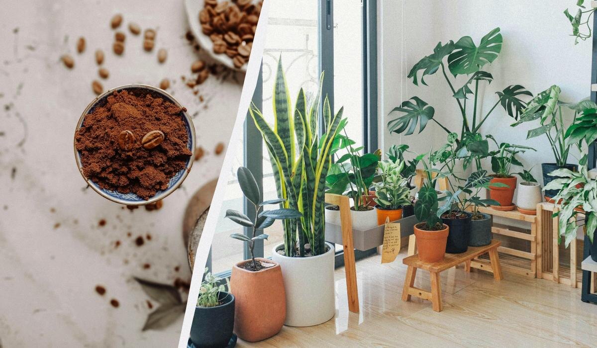 Кофейная гуща для растений: секреты использования от эксперта