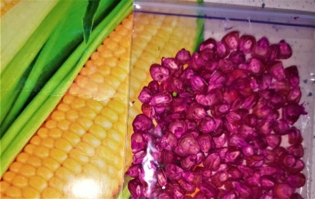 Новые семена для огорода: что выбрать в этом сезоне