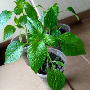 ���� � �������� ���������� �������: ��� ����� ����� ���������