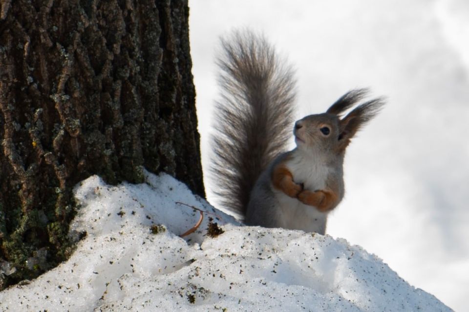 ������ ����� �� ����������� ����� ��������������� �� ��������