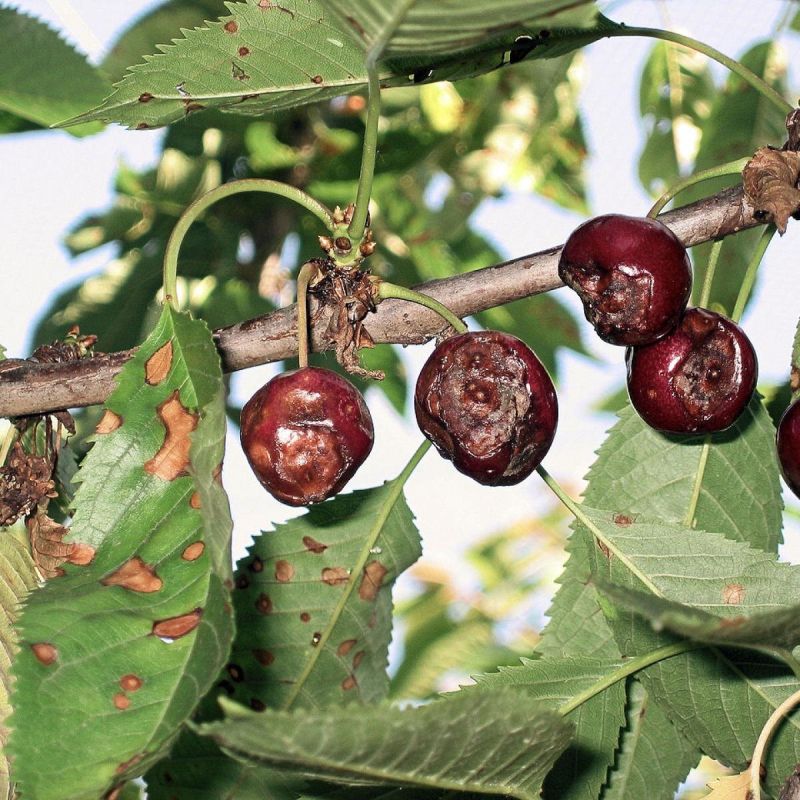 ������ ������� ������ ����� � ��� � ���� ��������