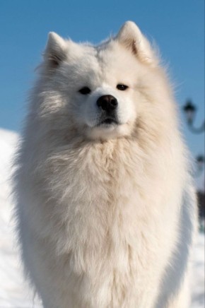 �������� �������, ������� � ������ ��� � ���� �����������