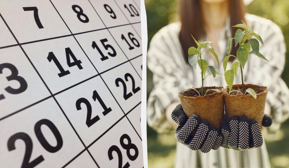 Лунный календарь для посева в марте 2026: секреты успешной рассады