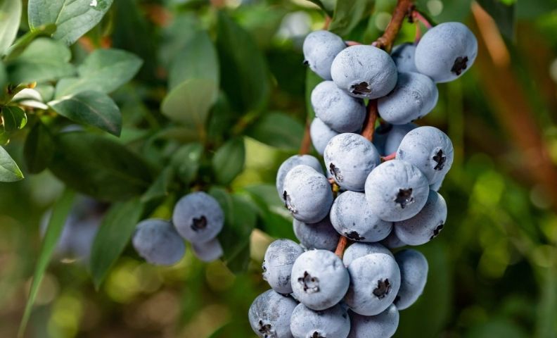 Весенний уход за голубикой: секреты, которые подарят вам щедрый урожай