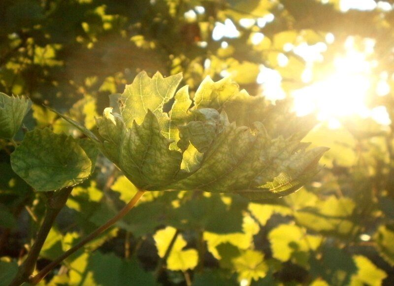 Почему осенью не стоит обрабатывать виноград от болезней: агрономы делятся важными соображениями