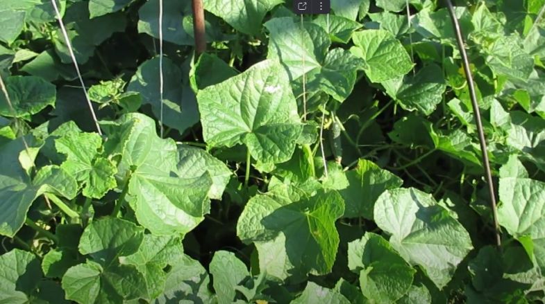 Как 20 капель йода вернули жизнь огурцам в саду