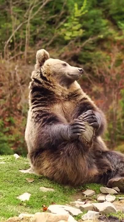В лесах Мордовии живут 44 бурых медведя!
