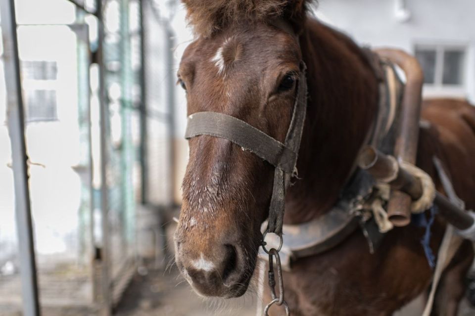 Друзья, ну, вы помните, что с конями происходит от работы